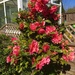 My beautiful camellia.. by moominmomma