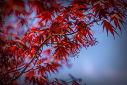 10th Apr 2019 - Japanese Maple blossoms