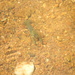 Crawfish by sfeldphotos