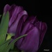 Tulips I bought! by radiogirl
