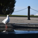 Seagull by kgolab