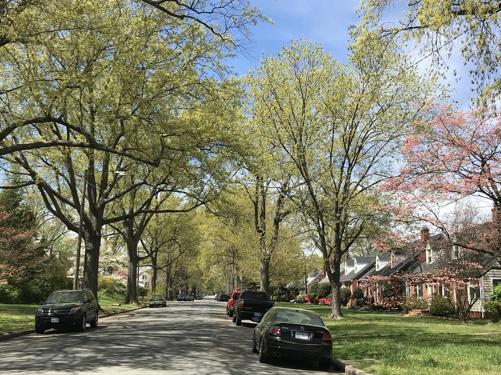 Springtime in the Neighborhood by allie912