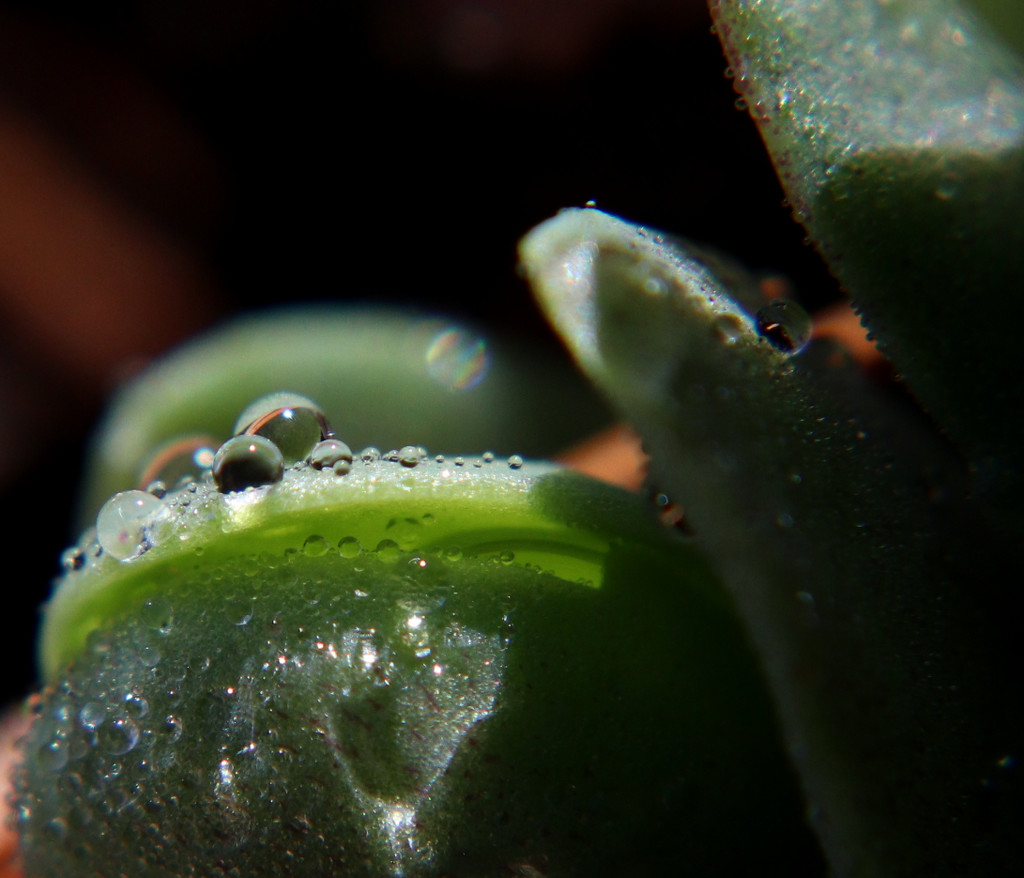 Day 100:  Just Some Morning Dew by sheilalorson
