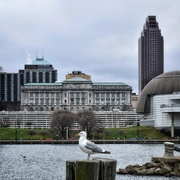 8th Apr 2019 - Lake front Seagull 