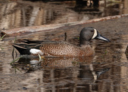 7th Apr 2019 - Blue-winged Teal