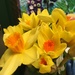 daffodils! by wiesnerbeth