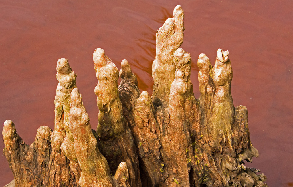 Cypress Knees! by rickster549