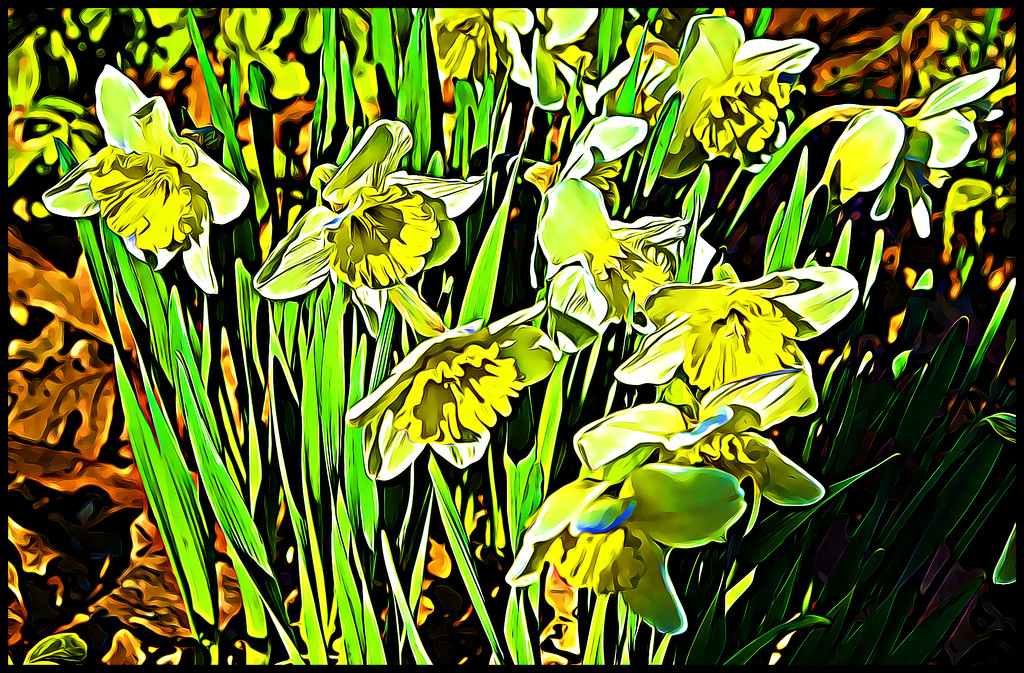 Dandy Daffodils by olivetreeann
