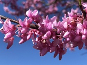 8th Apr 2019 - Redbud blooms are pink