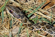 11th Apr 2019 - This little fellow was in my garden.