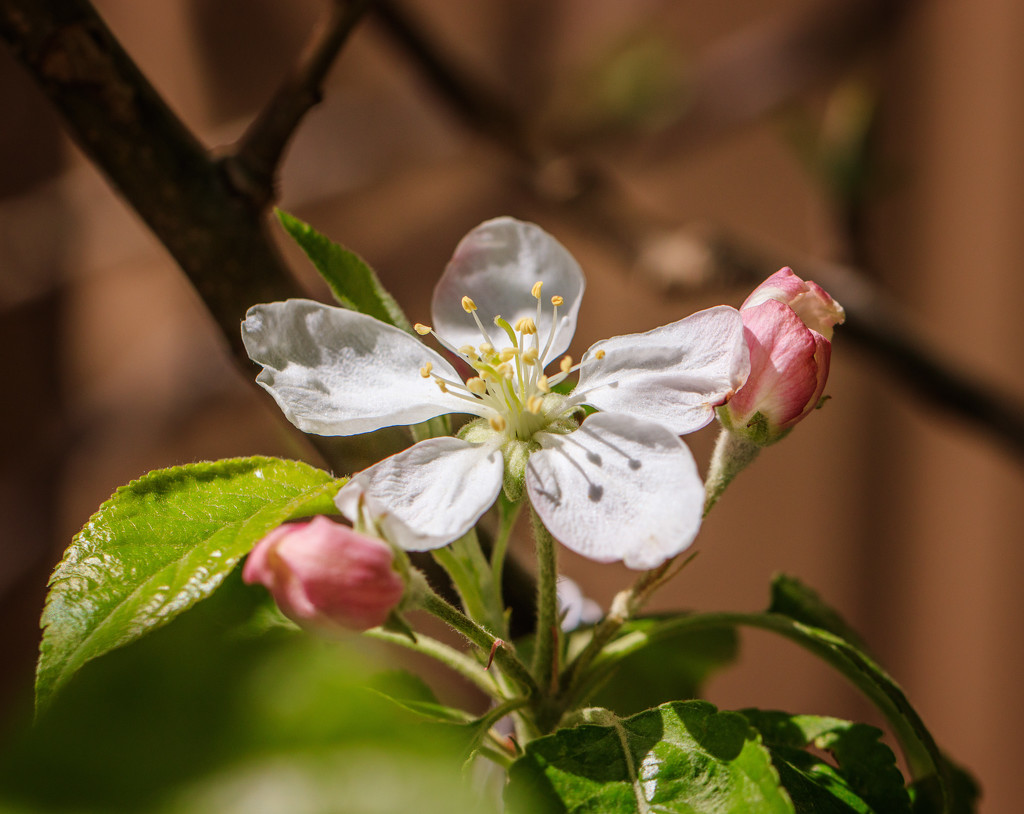 apple blossom by aecasey