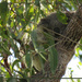 kurled up by koalagardens