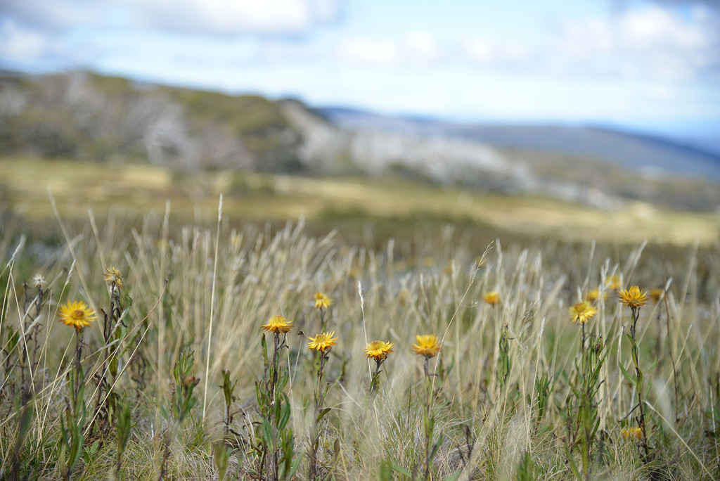 Up in the Bogong high country of Victoria by jeneurell
