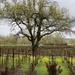 Spring in the California wine country by louannwarren