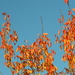 Red Leaves and Blue Sky by motorsports