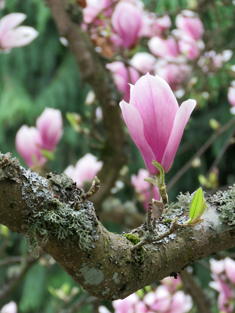 Single Magnolia Bloom by seattlite