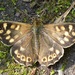 SPECKLED WOOD - UPPER WING VIEW by markp