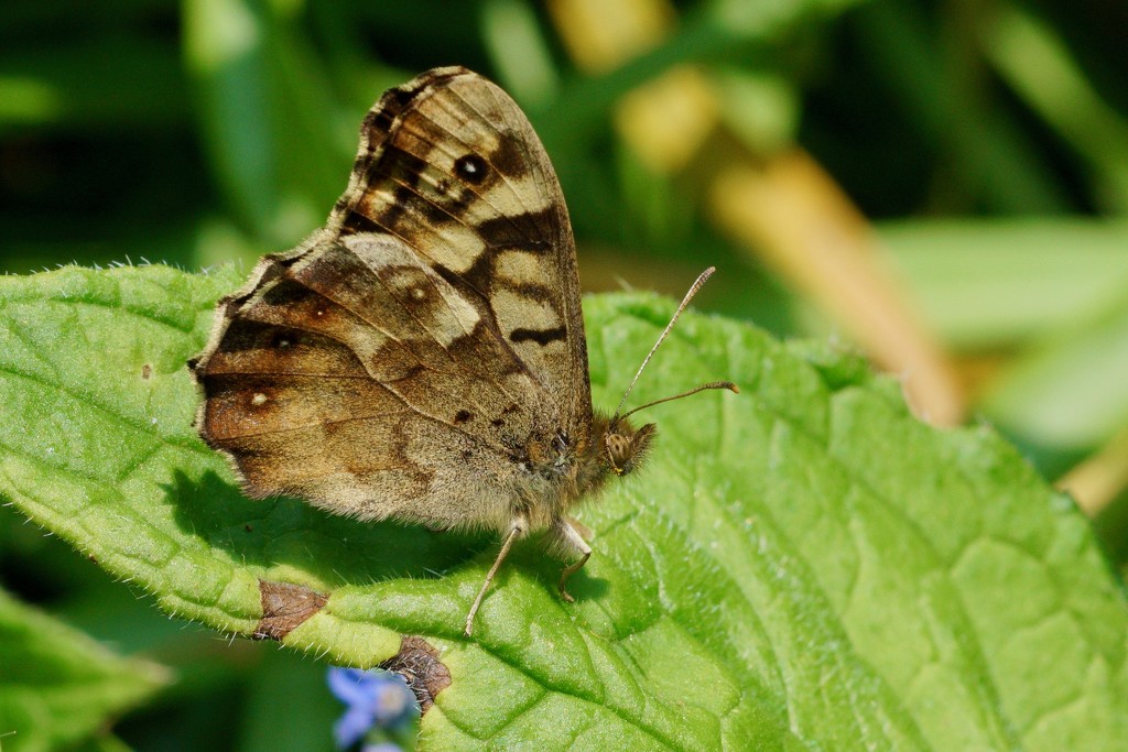 SPECKLED WOOD - UNDERWING VIEW by markp