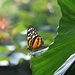 1_DSC1570 (2)Butterfly by dianefalconer