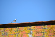 11th Apr 2019 - Wagtail
