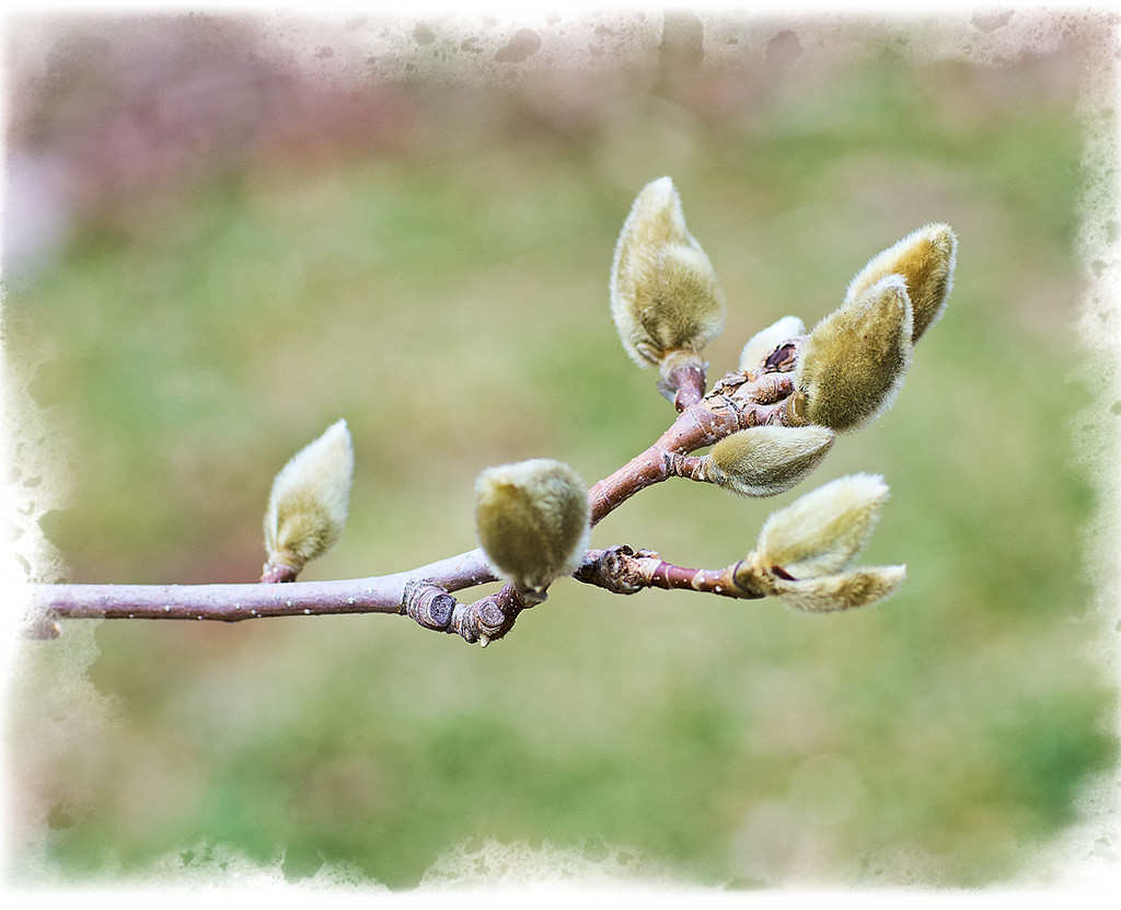 Magnolia Buds by gardencat