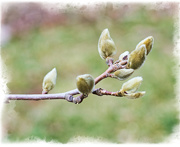11th Apr 2019 - Magnolia Buds