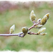 Magnolia Buds by gardencat