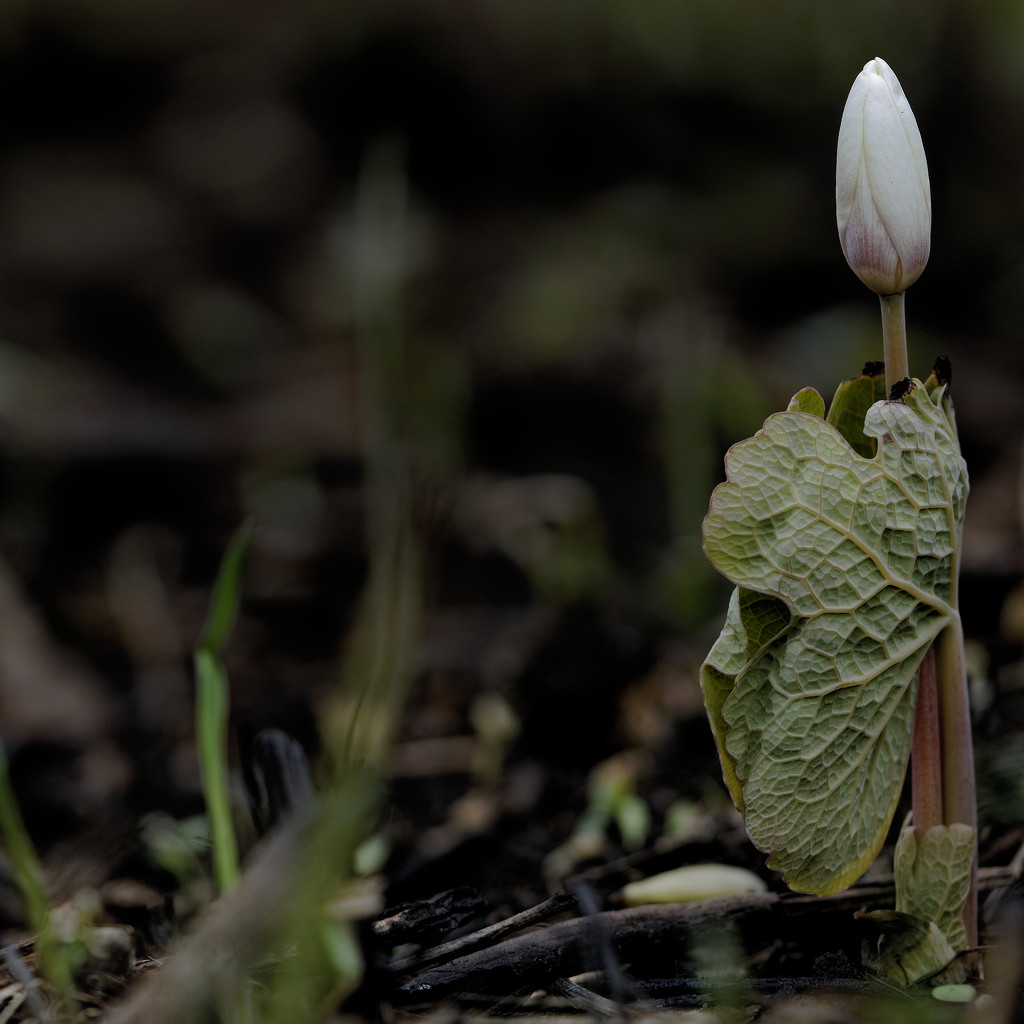 bloodroot  by rminer