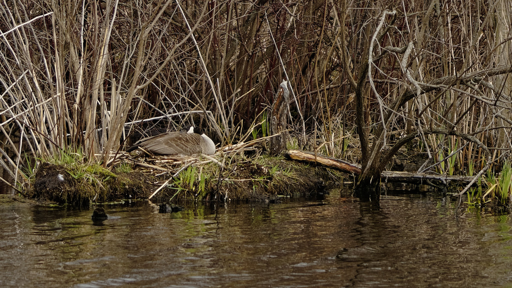 nesting goose by rminer