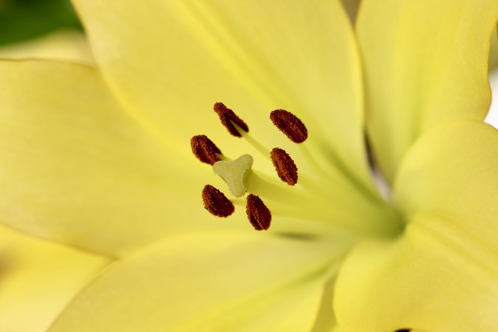 Yellow Lily  by carole_sandford
