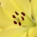 Yellow Lily  by carole_sandford