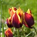 Tulips by susiemc