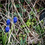 11th Apr 2019 - Grape hyacinths