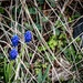 Grape hyacinths by frequentframes