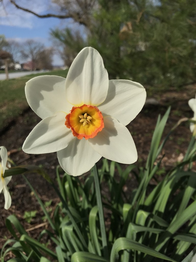 Daffodil by beckyk365
