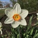 Daffodil by beckyk365