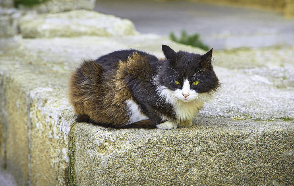 Rhodes Wall Cat by gardencat