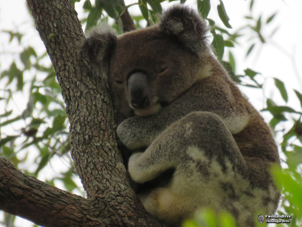 balancing act by koalagardens