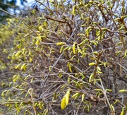 11th Apr 2019 - Forsooth, forsythia.