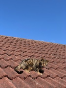 11th Apr 2019 - On the roof