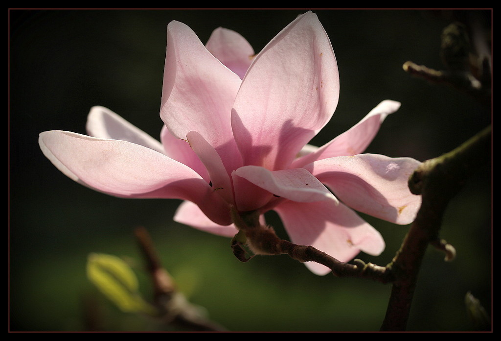 Magnolia flower.  by pyrrhula