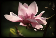 11th Apr 2019 - Magnolia flower. 