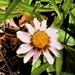 Tiny Flower ~    by happysnaps