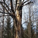 Nest Hole in the Old Wisdom Tree by waltzingmarie