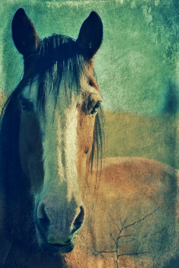 horsetrait by wenbow