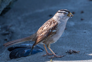 9th Apr 2019 - White-crowned Sparrow with Lunch