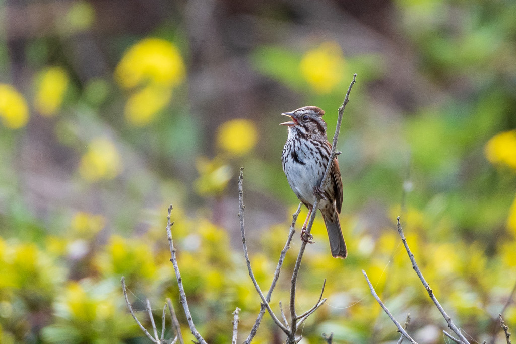 Singing Song Sparrow by nicoleweg
