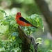 LHG_6976 scarlet tanager by rontu