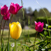Pink and yellow tulips by randystreat