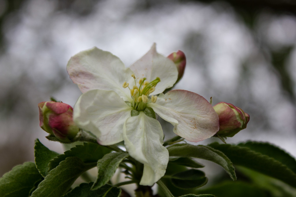Apple Blossom by randystreat